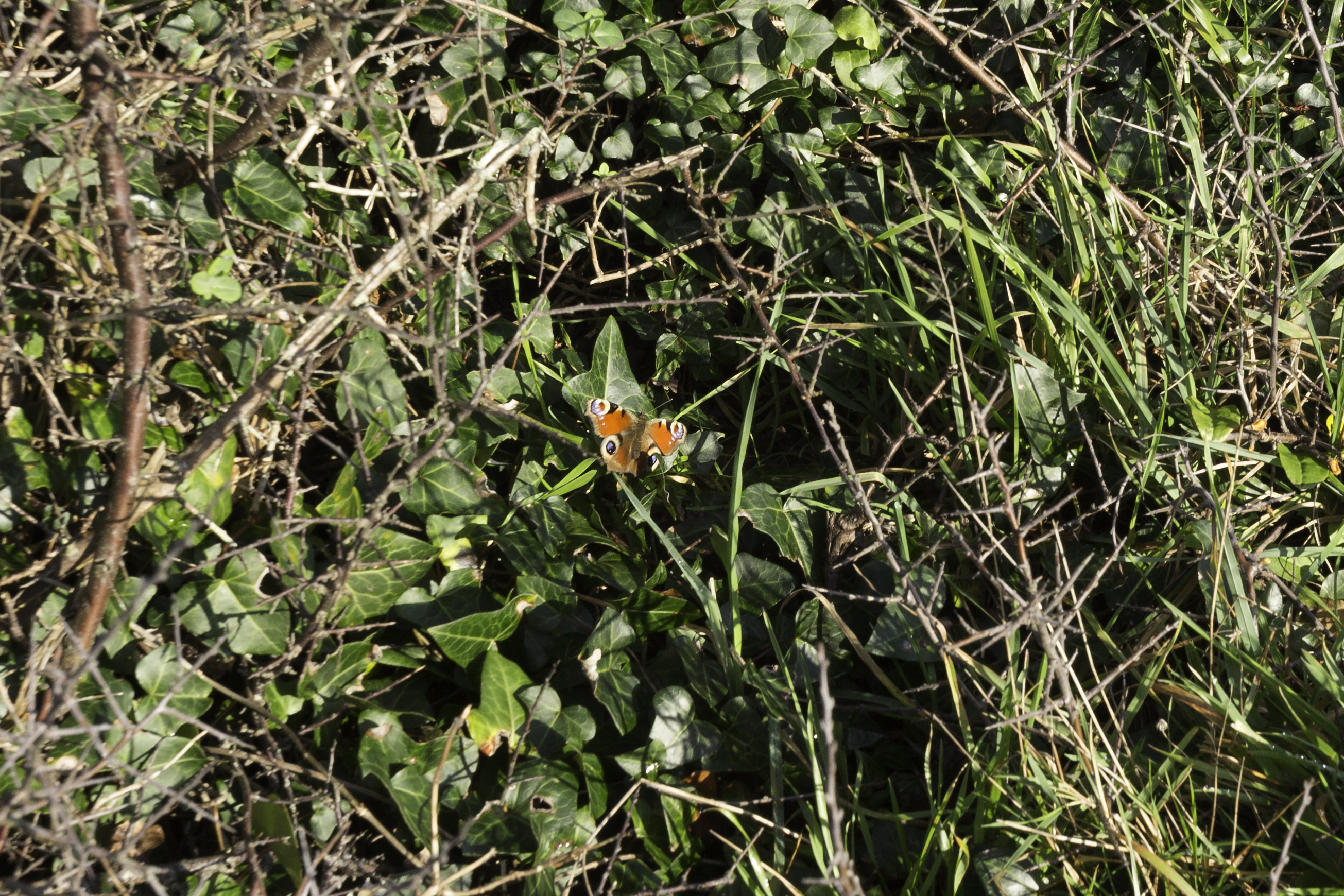 winter butterfly